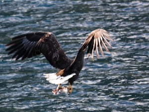 seeadler-norwegen