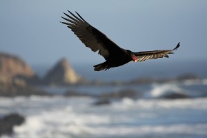 turkey-vulture-3