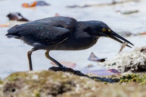 Lava Heron